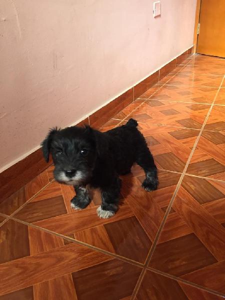 Venta Cachorros Schnauzer