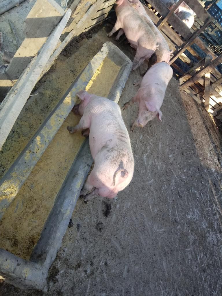 Venta de Cerdos de  Y 40 Kg