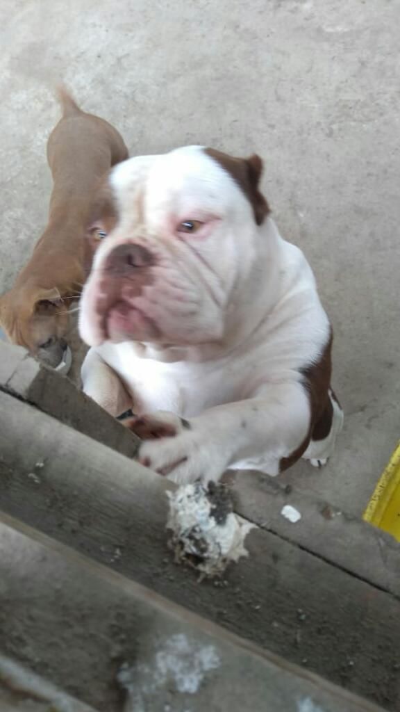 Venta de Familia Bully Padres E Hijos