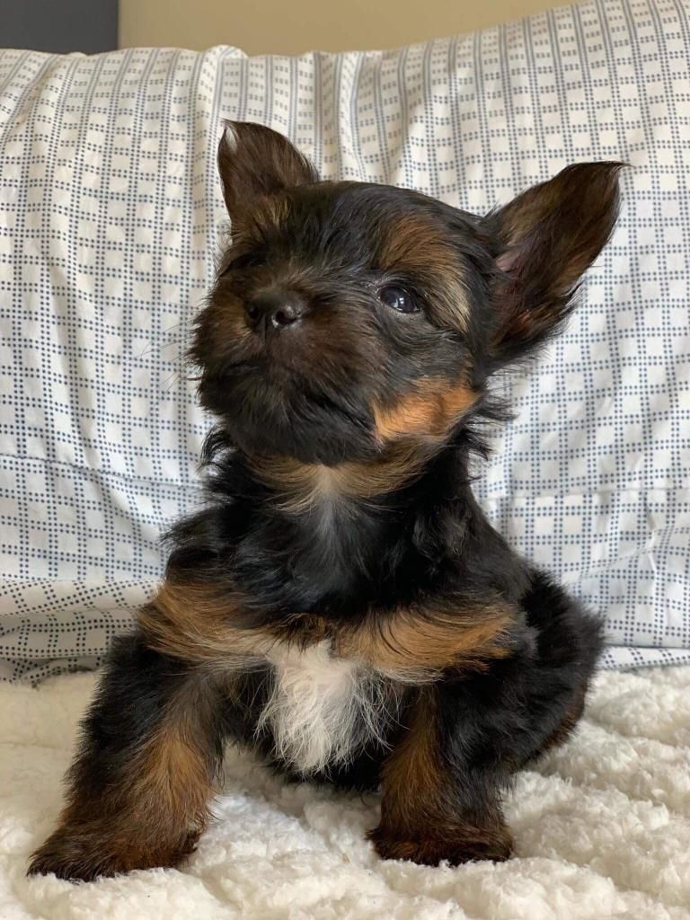 Yorkshire Terrier