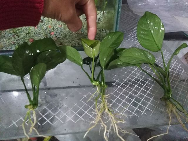 anubias barteri broad leaf