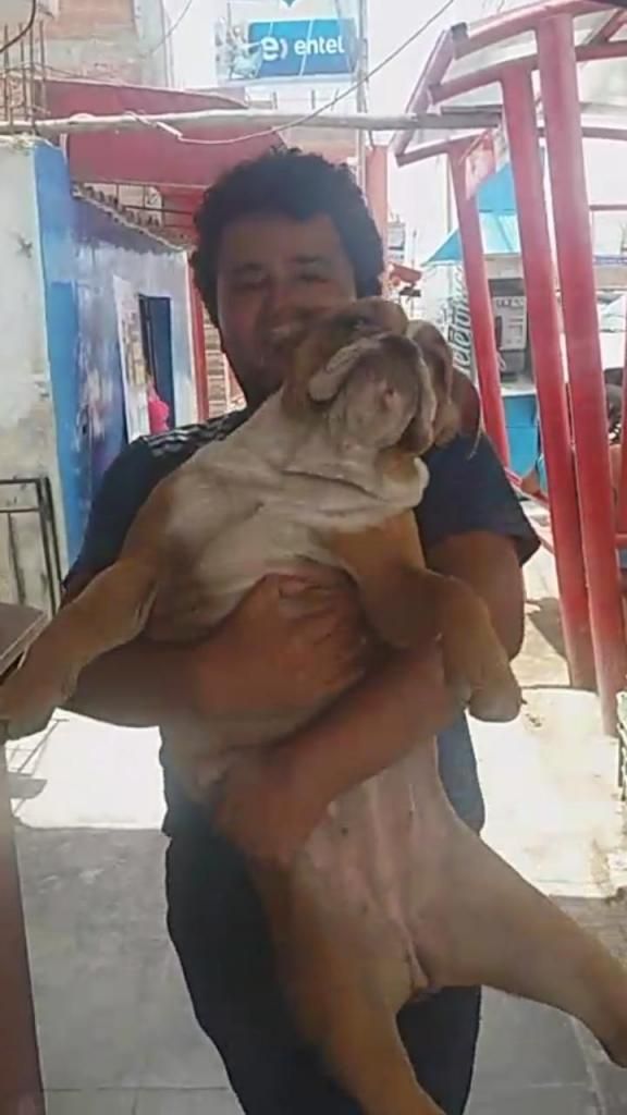 bulldog ingles hembra de ao y 3 meses