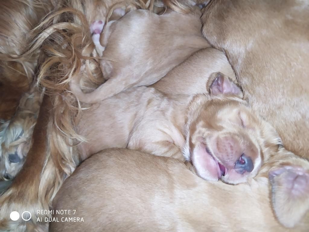 en Venta Cocker Ellos 3 Son Los Padres