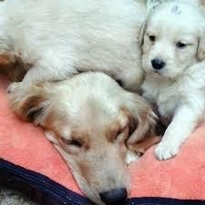 golden retriever con labrador cachorritos a 200 s 