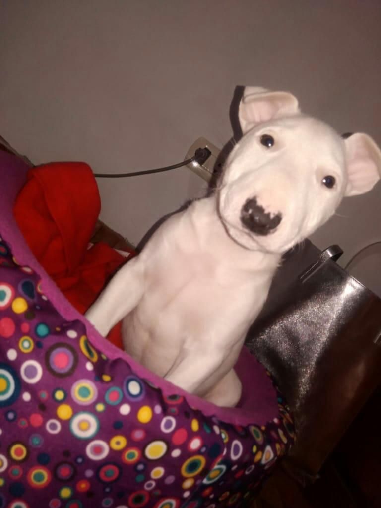 Bull Terrier Hembra