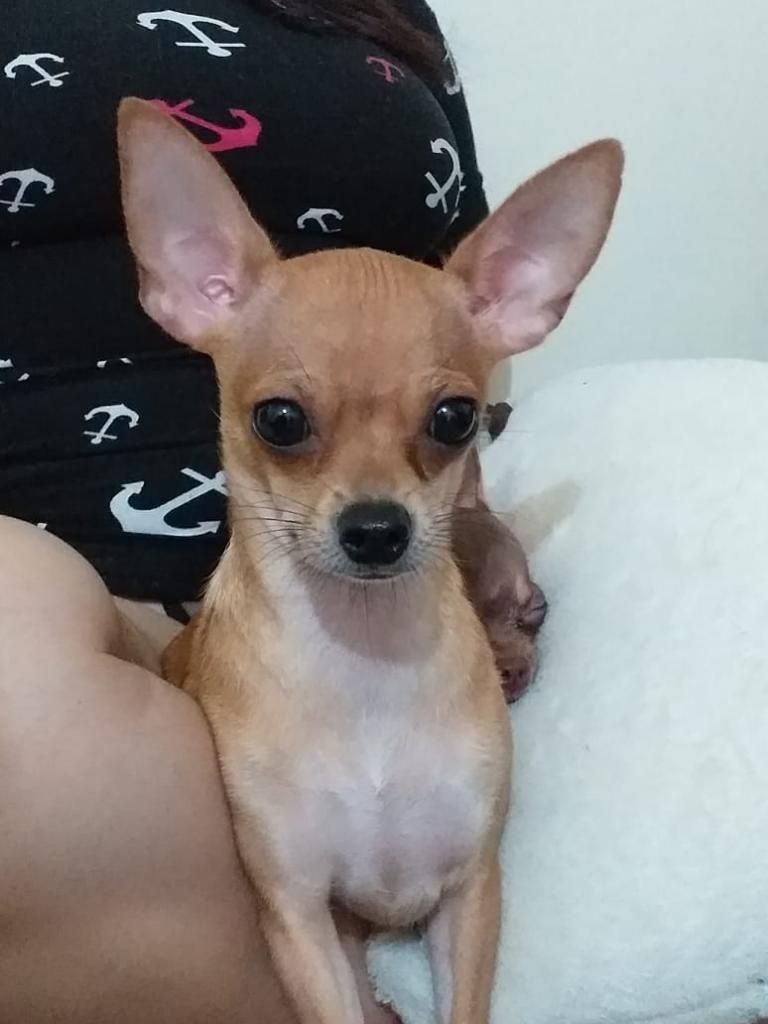 Cachorro Chihuhuas Mini