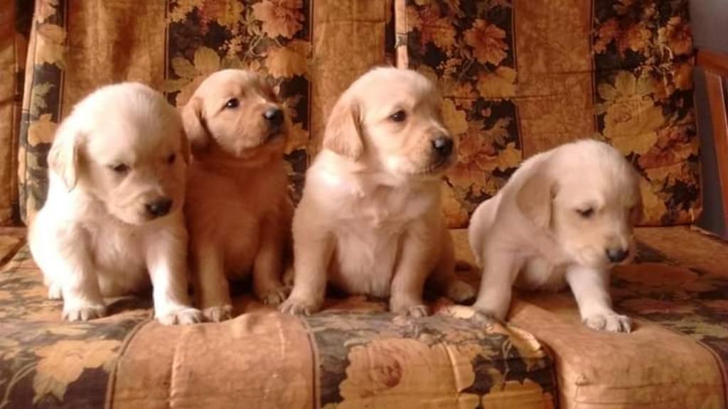 Cachorros Golden Tretriever