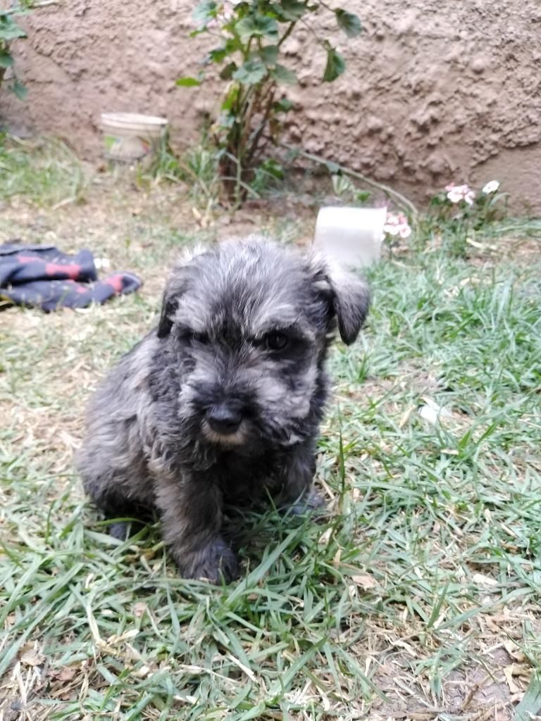 Cachorros Schnauzer