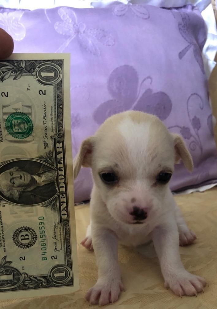 Chihuahua