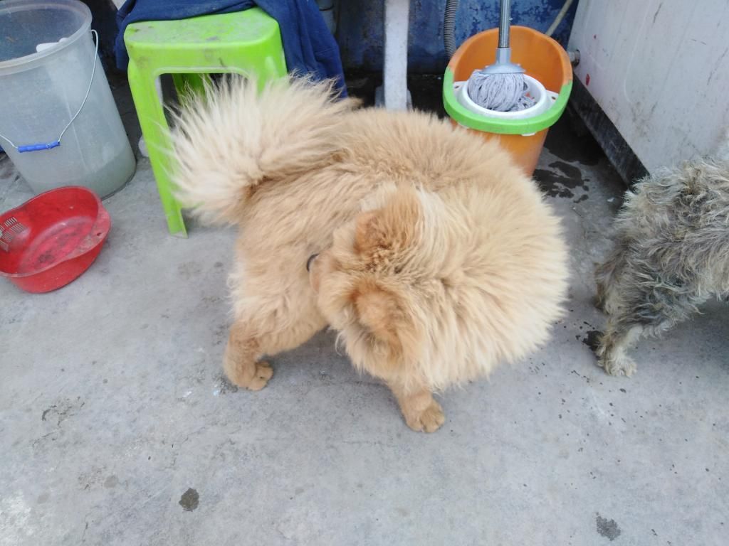 Chow Chow Cachorro