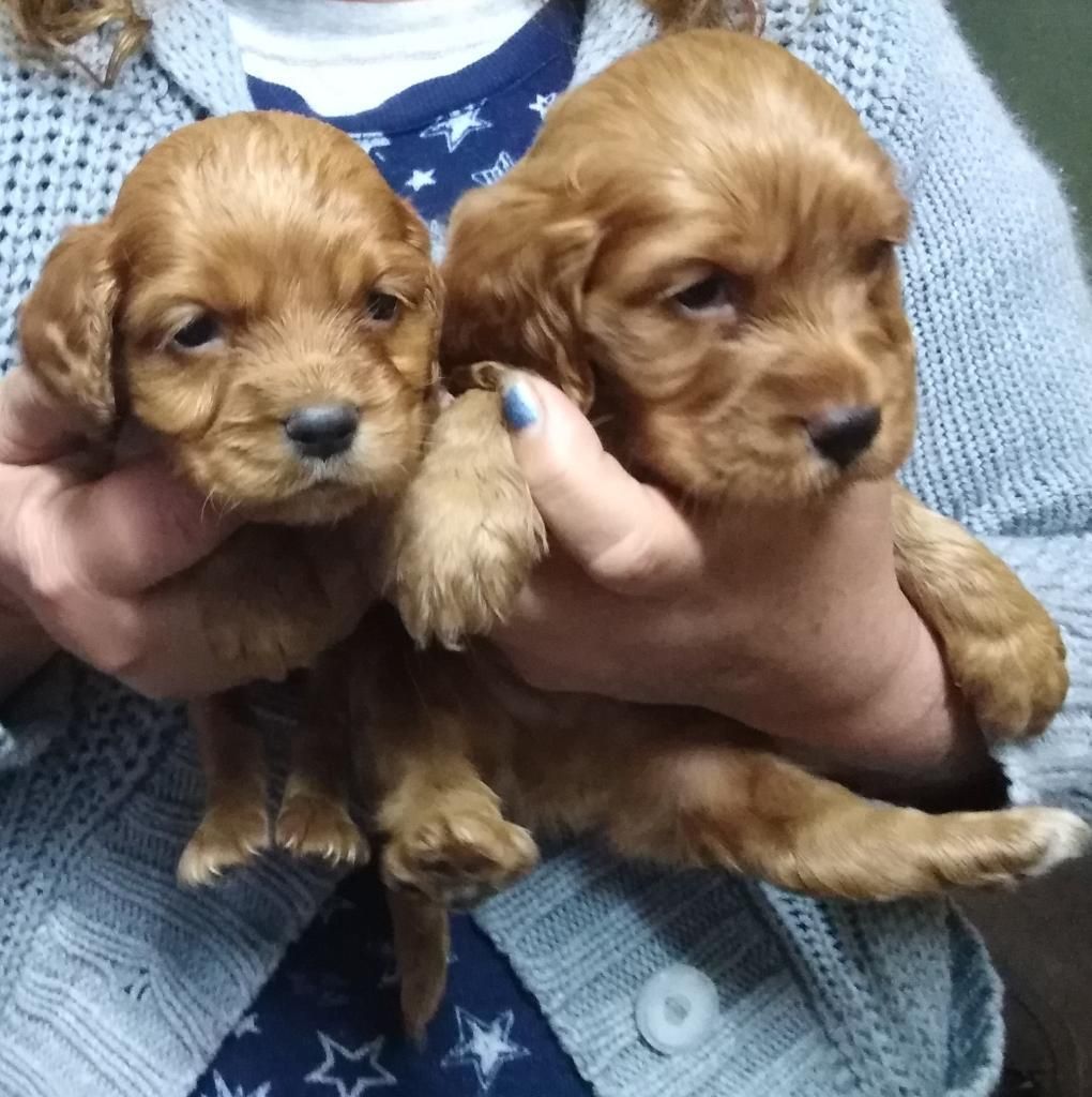 Cocker Spaniel Lindos en Venta