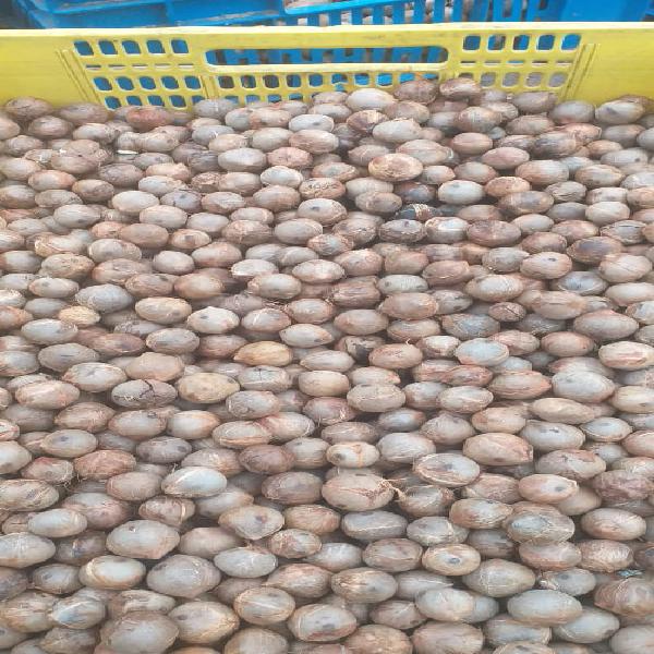 Cocos de palma chilena en Lima