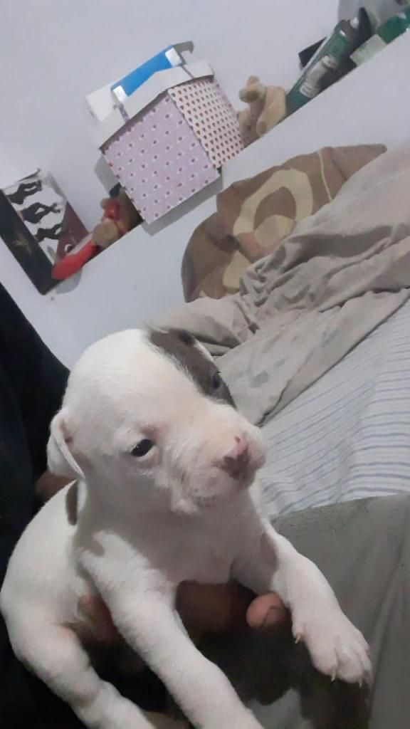 Perritos pitbull fusion