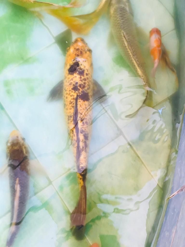 Remato pez carpa koi hembra 60 cm S/ 175 soles por viaje