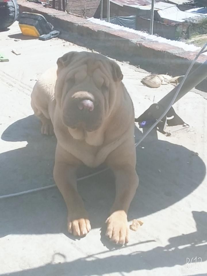 Servicio de monta sharpei hermbra