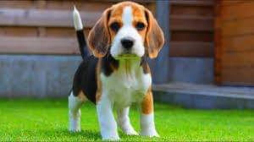 Tiernos Cachorros Beagle Tricolor