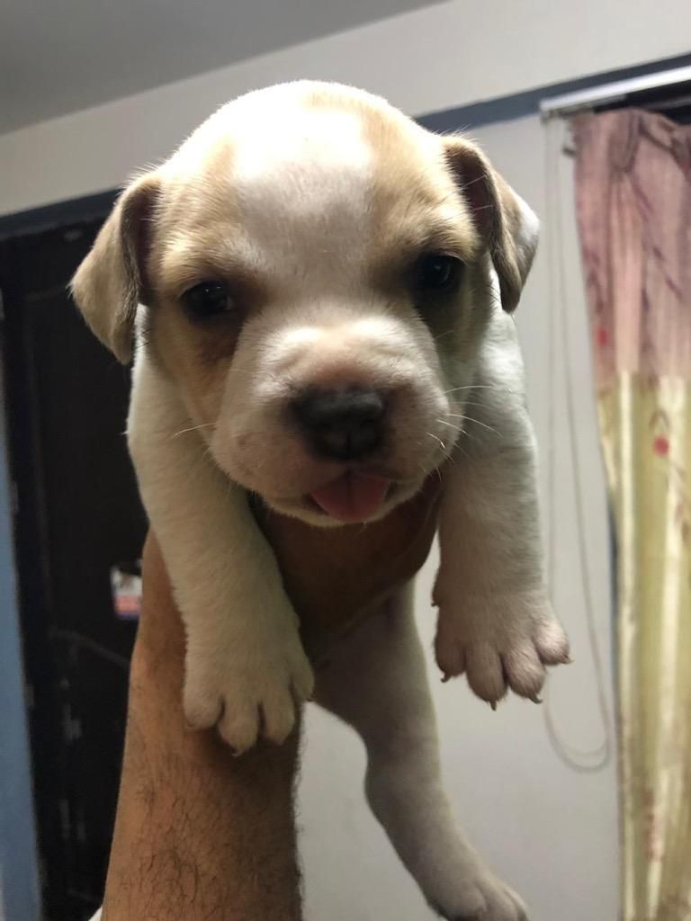 Vendo Cachorro American Bully C/ Pedegre