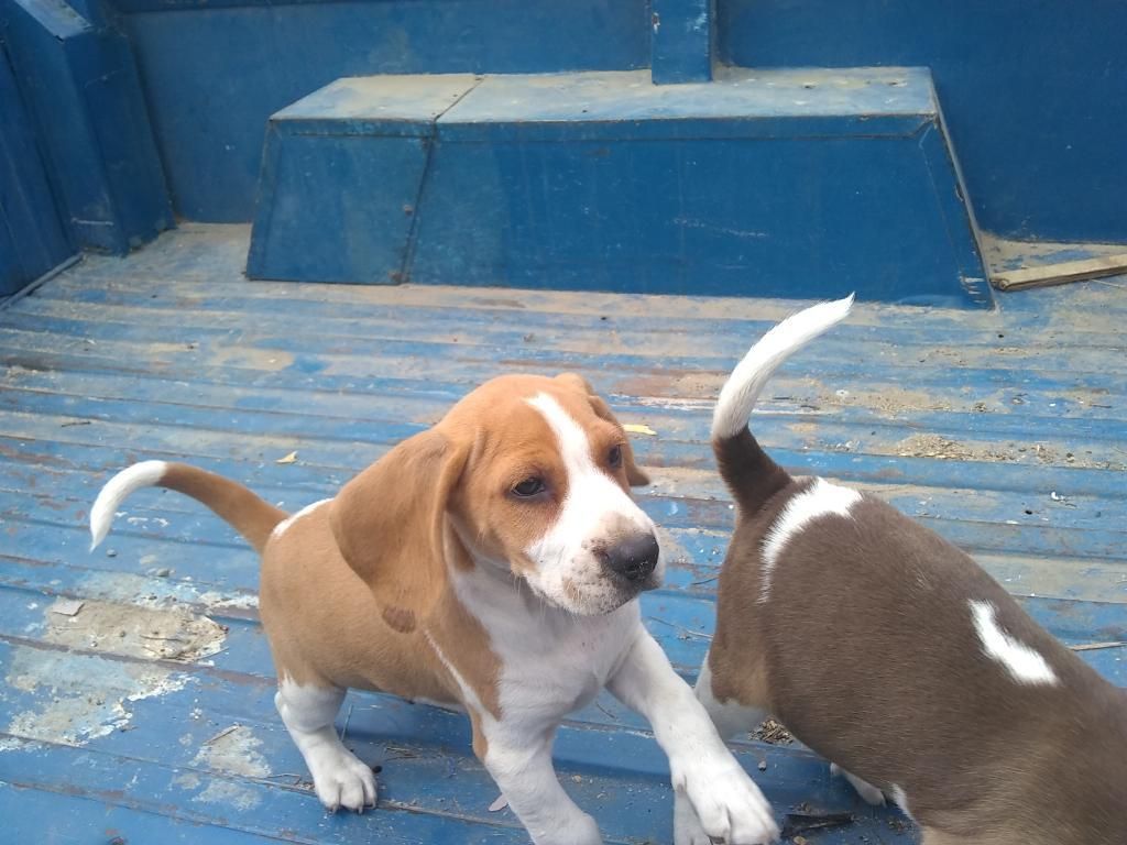 Vendo Cachorro Beagle