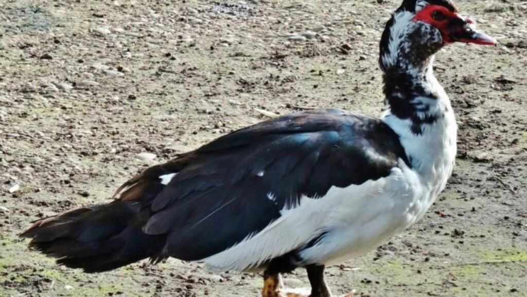 Venta de Patos