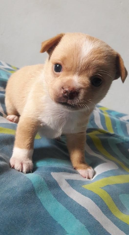 chihuahua madre pedigree