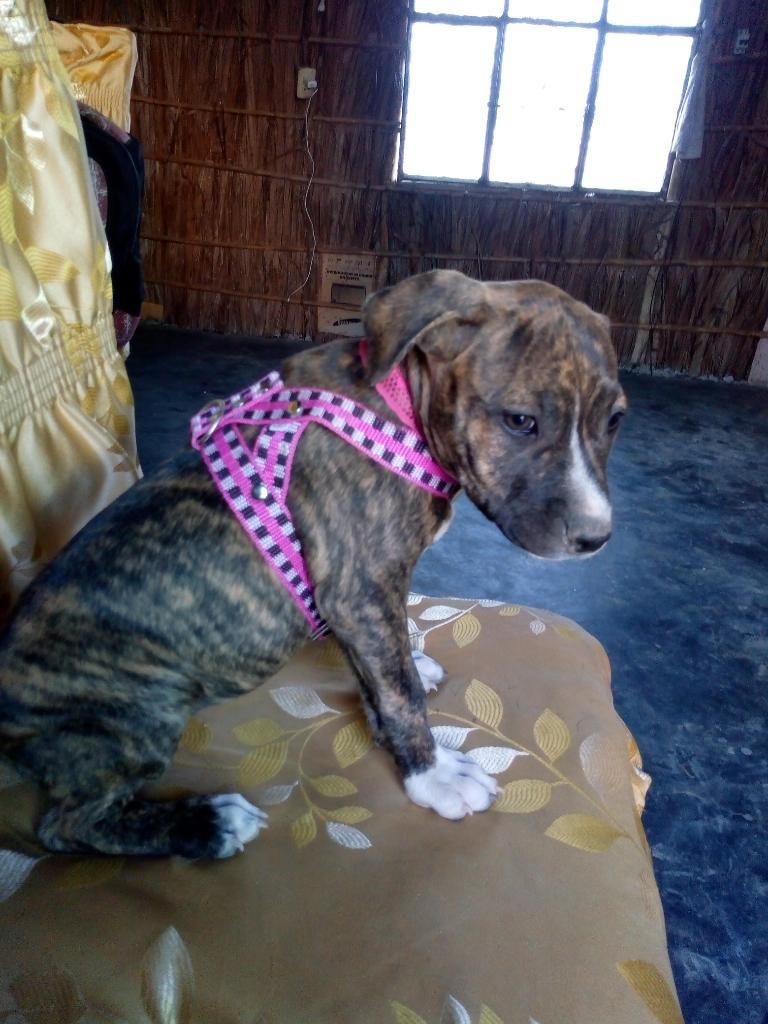 en Venta Cachorros Fusion American Bully