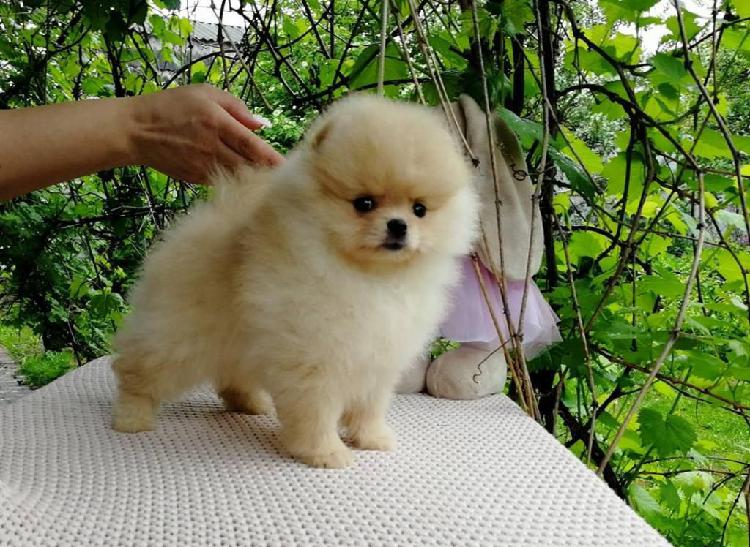 Lulu Pomerania Cachorros