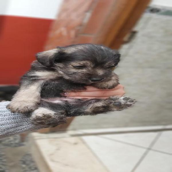 Remato Lindos Cachorros Schnauzer