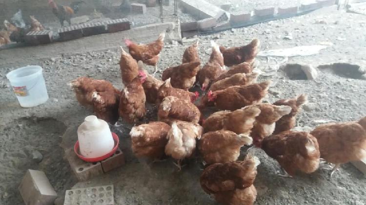 Vendo Gallinas Ponedoras 24 Unidades