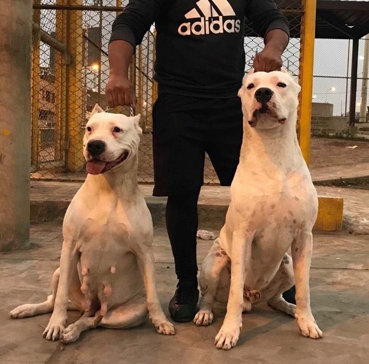 CACHORROS DOGOS ARGENTINOS