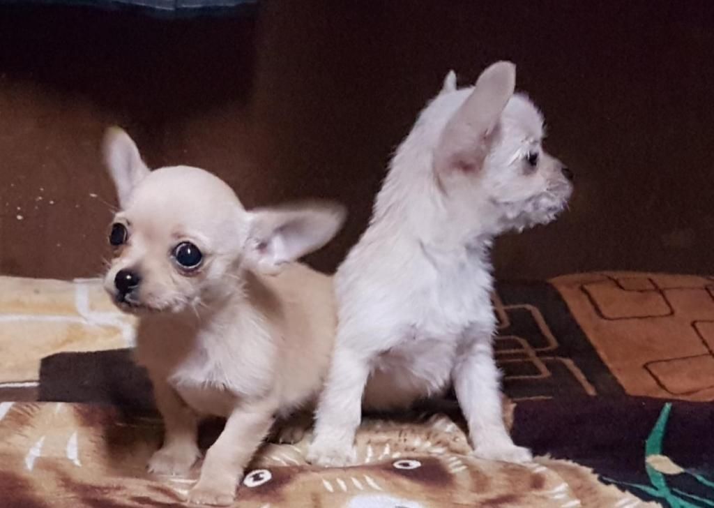 Chihuahuas