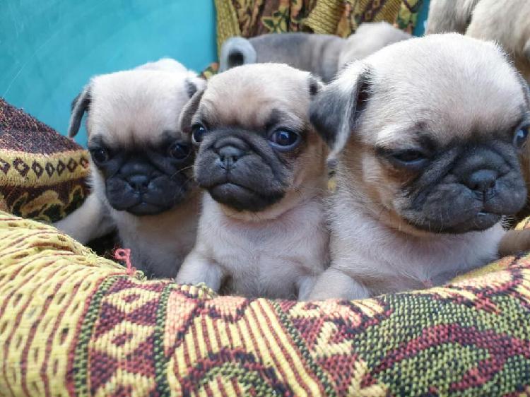 Pug Carlino