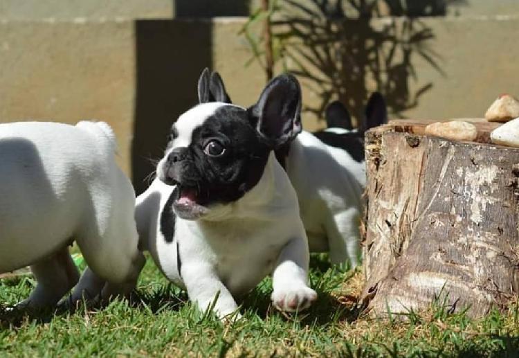 Bulldog Frances Cachorros