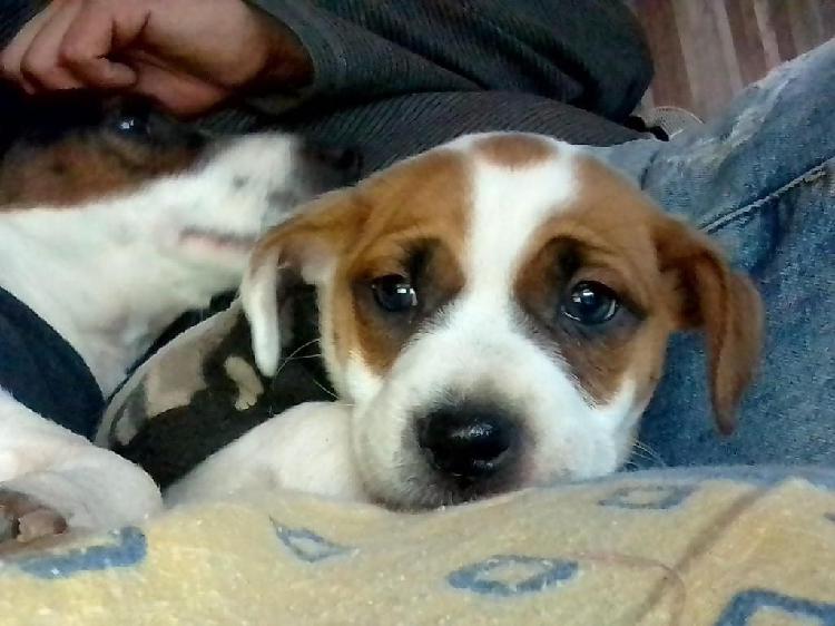 Jack Russell cachorros