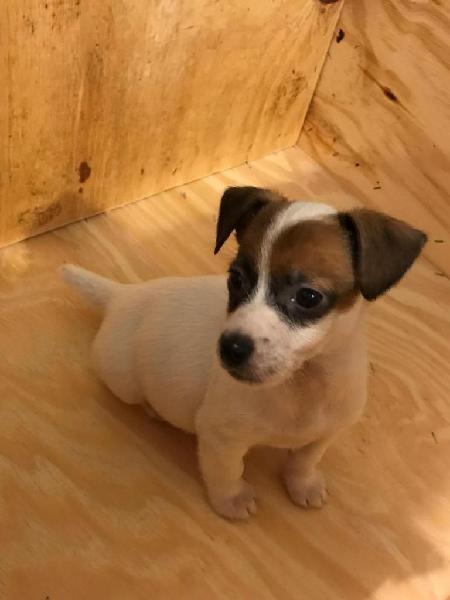 Toy Jack Russell Enanitos