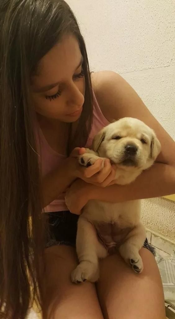 Cachorros Labrador Venta Papas Presentes