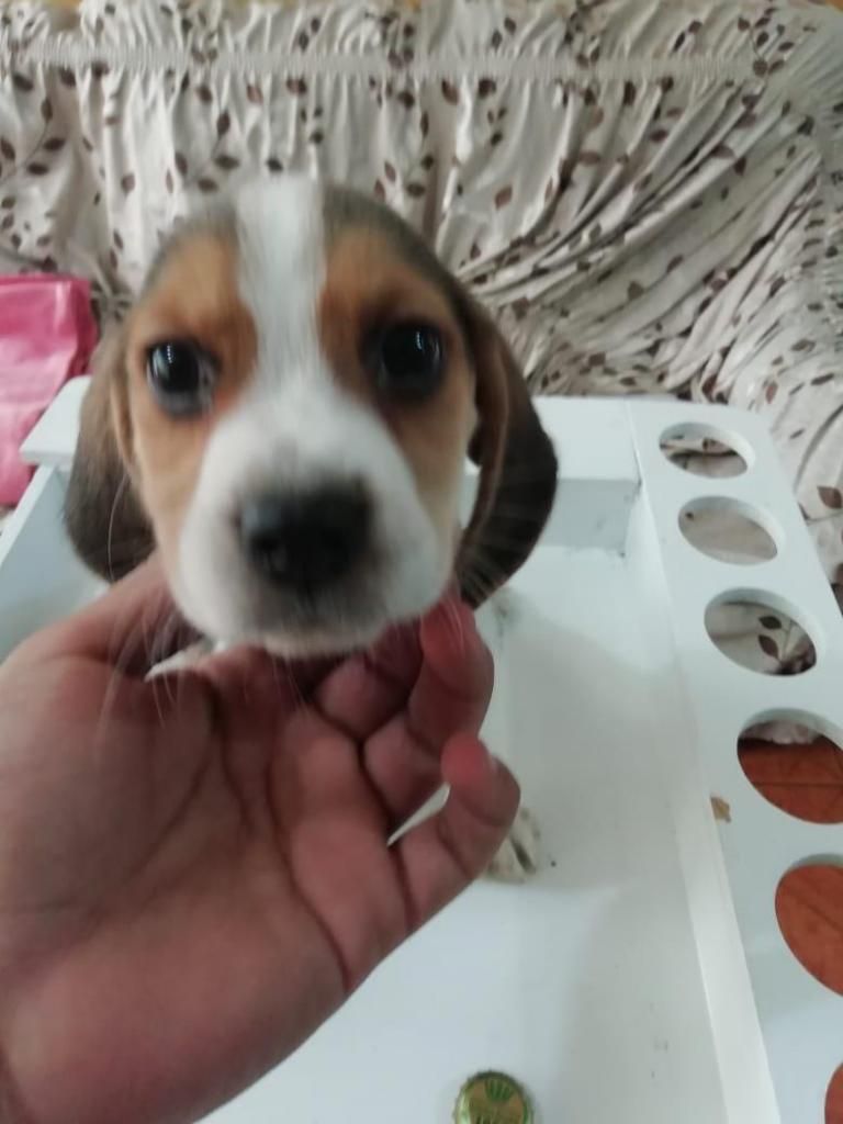 Ocasión Cachorros Beagles De Pura Raza 100 % Tricolor