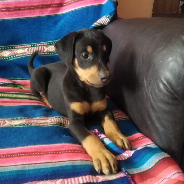 VENDO DOBERMAN