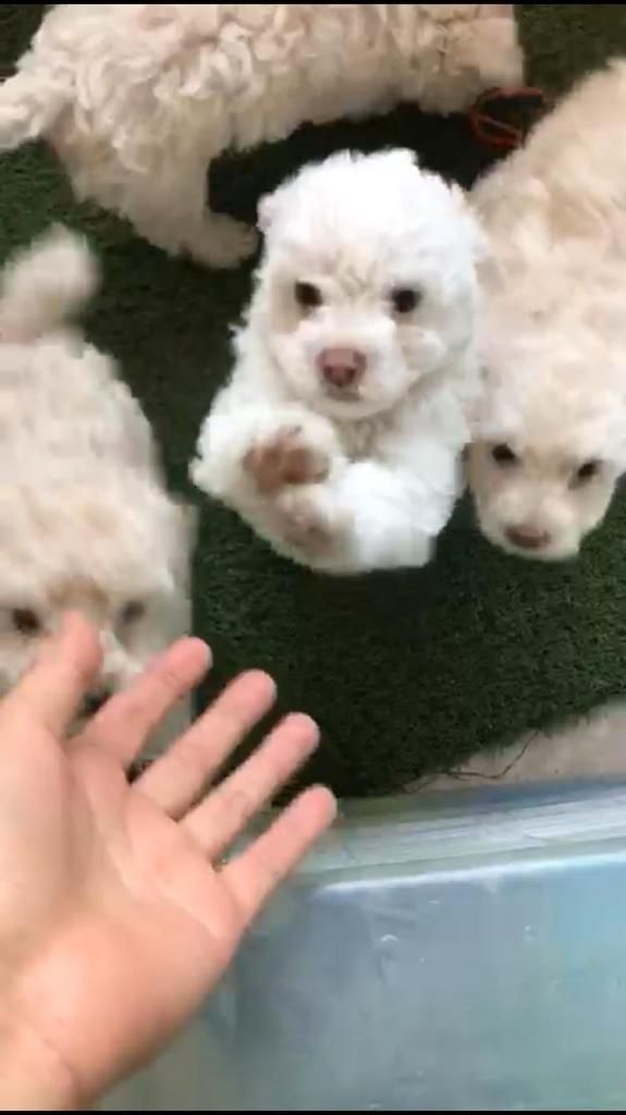 poodle toy