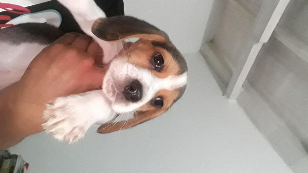 Cachorros Beagle de Pura Raza Tricolor