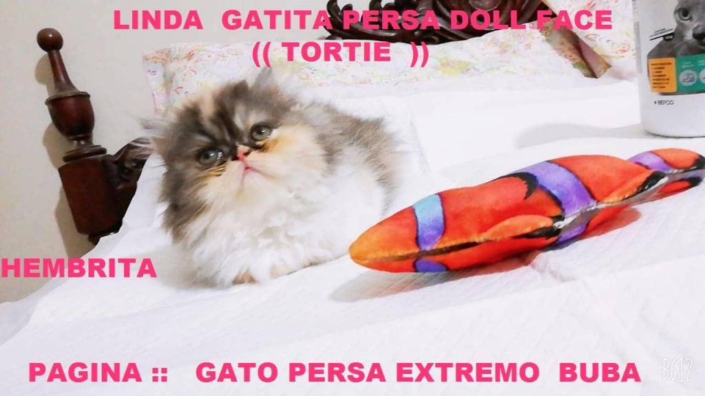 Gatos Y Gatas Persas Doll Face ((( whasapp)) A-1