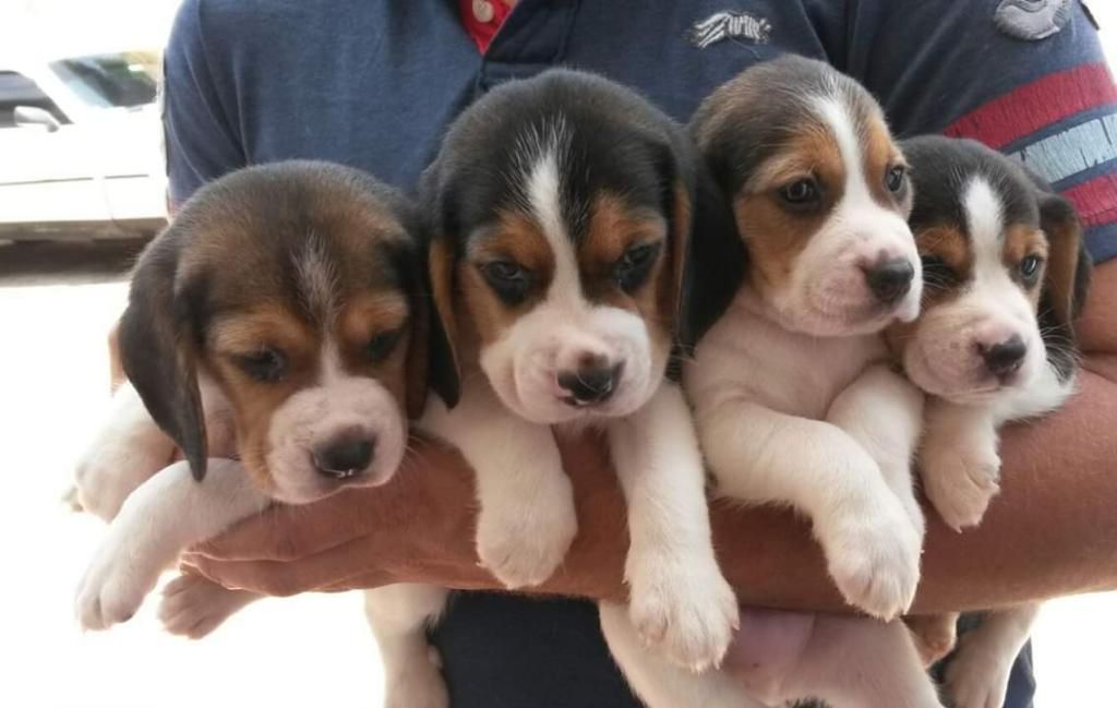 Cachorritos Beagle