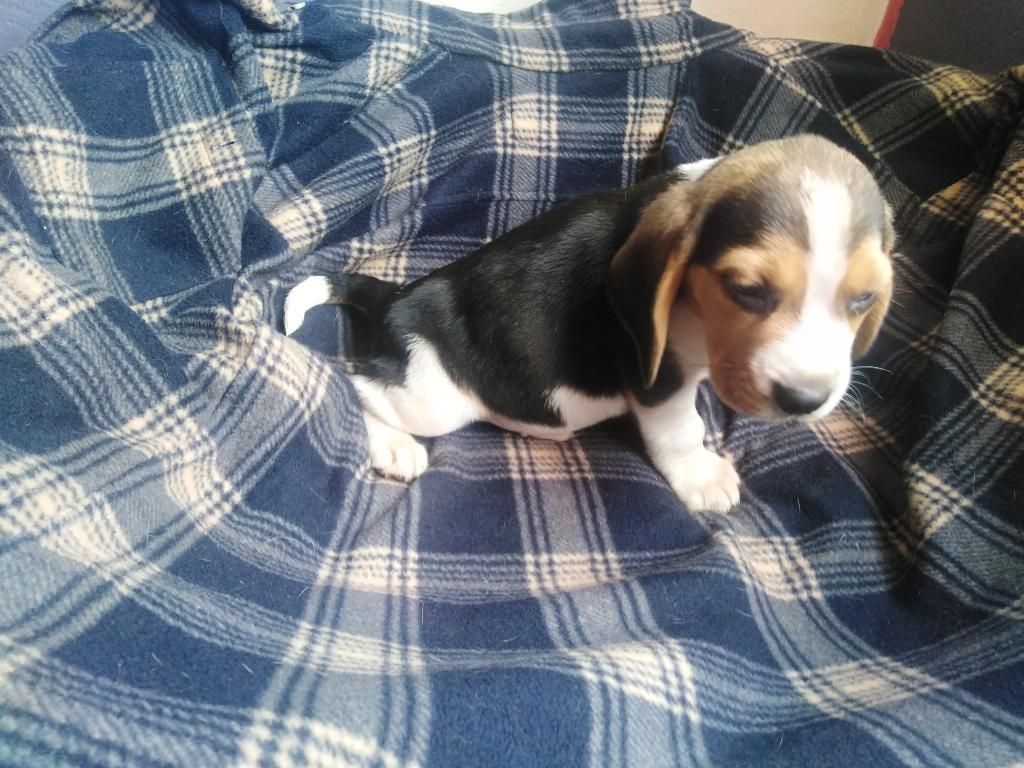 Lindo Cachorro Beagle Macho