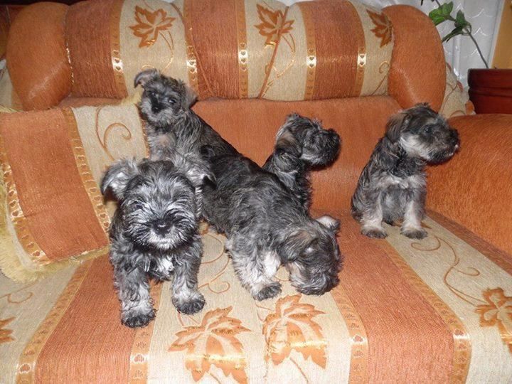 SCHNAUZER MINI SAL Y PIMIENTA