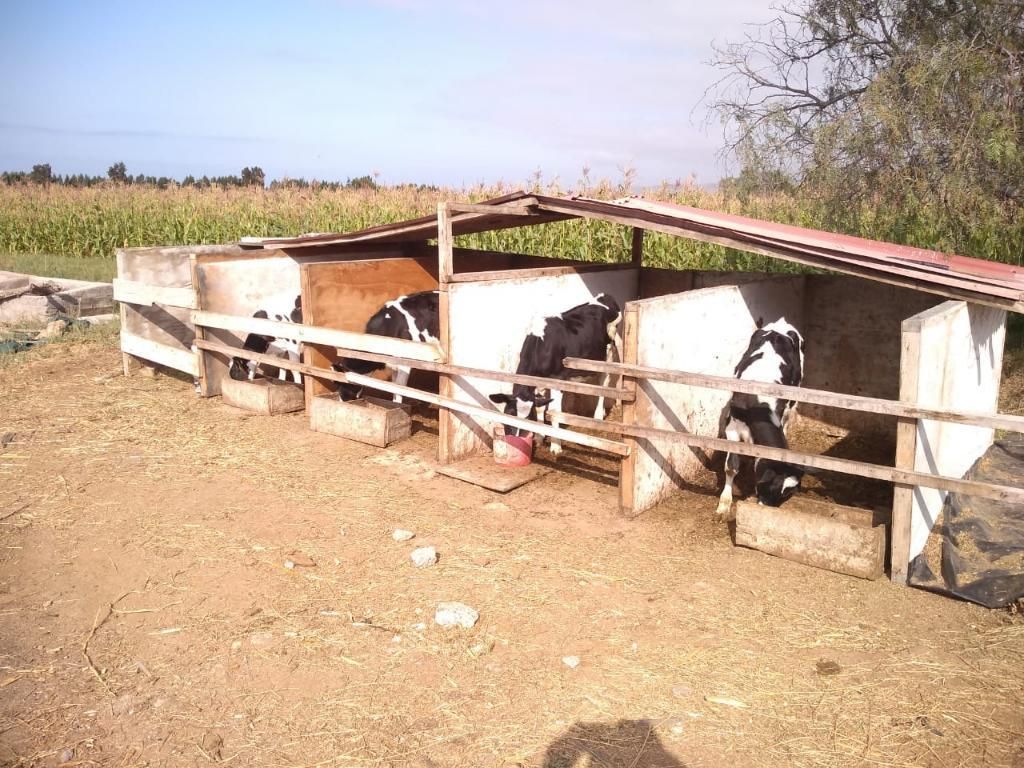 Vendo Vacas Lecheras Buena Producción