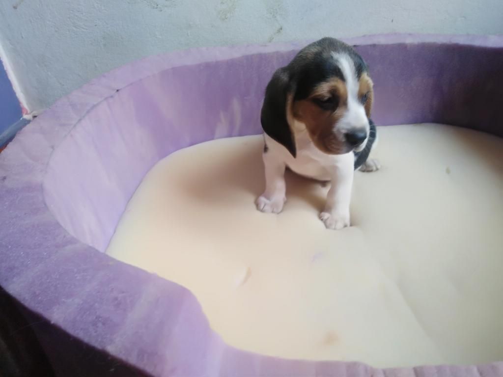 Veterinaria Cachorro Beagle Tricolor