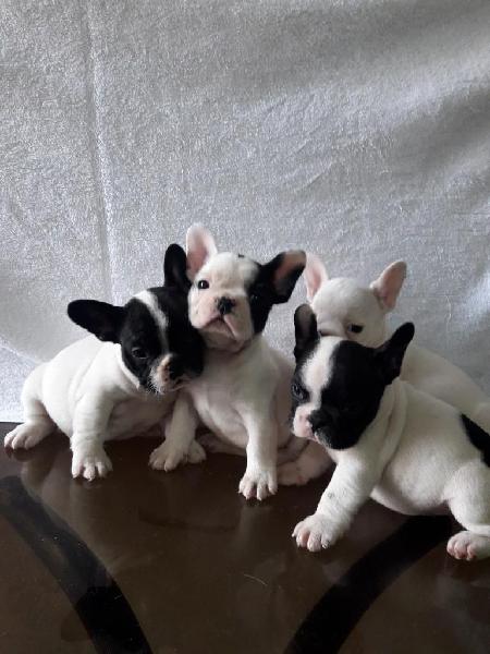 Hermosos Bulldog Frances Papa Full Pedig