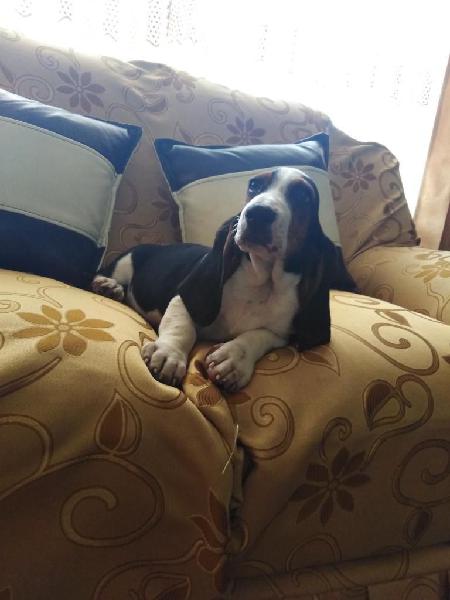 Vendo Basset Hound