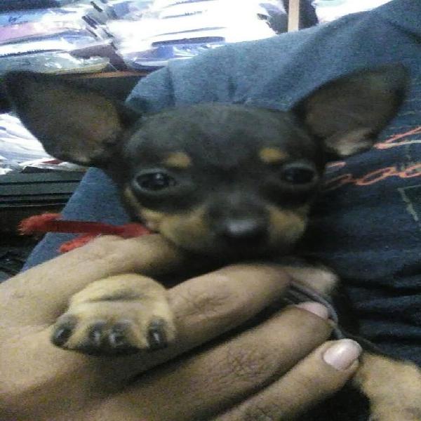 Pinscher Miniatura