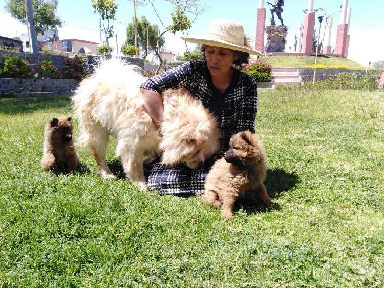 Cachorros Chow Chow en Venta