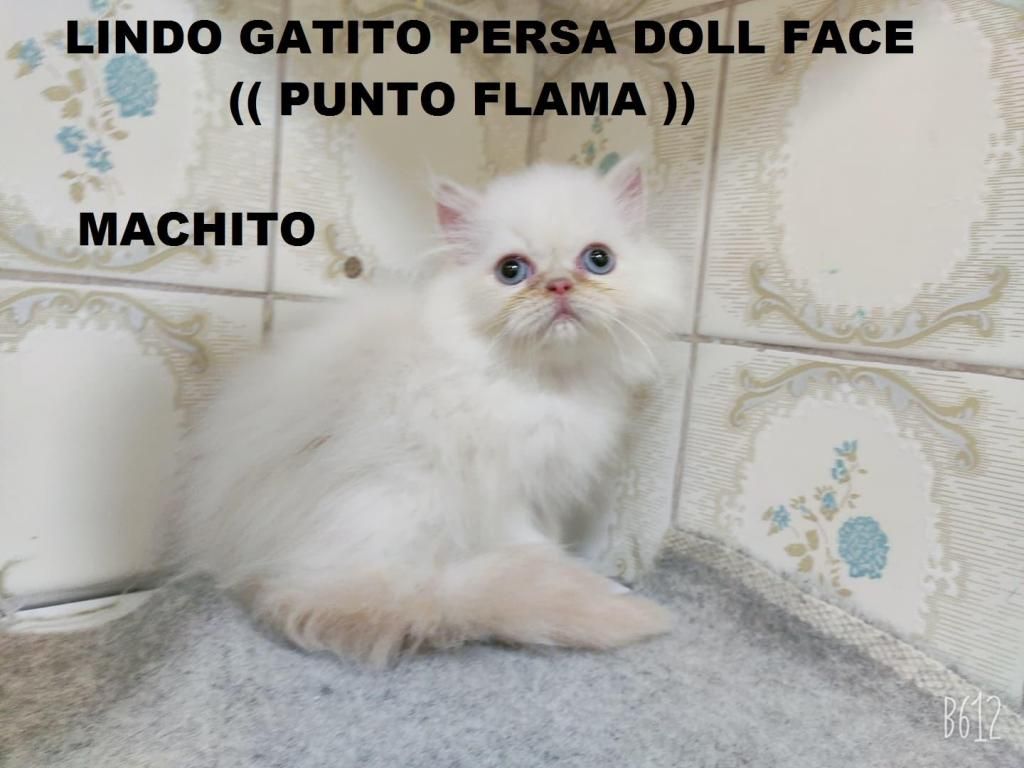 Vendo Preciosos Gatitos Persas Doll Face (((SOLO FAMILIAS))